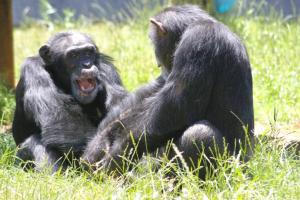Chimps-outsmart-humans-at-simple-strategy-games